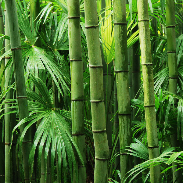 Bamboo and leaves